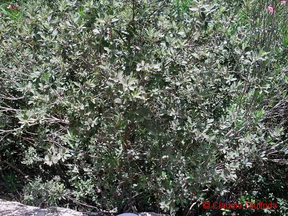 Salix alba? -  forse Salix pedicellata